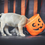 Funny French Bulldog dog puppy with head in spooky Halloween trick or treat basket